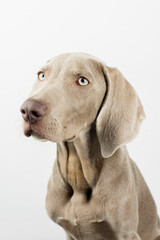 A little weimaraner in the studio