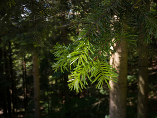Detail from a pine tree, green needles on a branch in an evergreen forest during a sunny day.