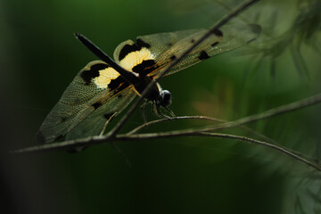 Dragonfly with beautiful textured wings resting on a tree