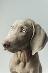 A little weimaraner in the studio