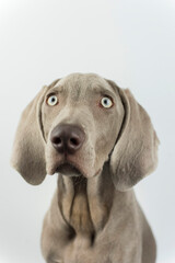 A little weimaraner in the studio