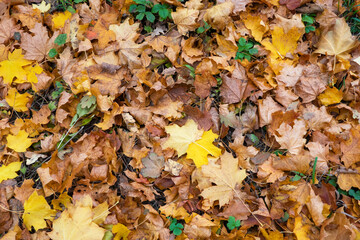 autumn leaves