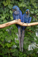 Hyacinth macaw couple perched on branch