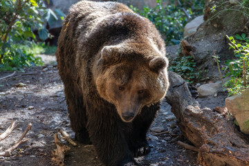 Fototapeta na wymiar The brown bear (Ursus arctos) is a large bear species found across Eurasia and North America.