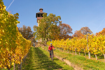 nice senior woman riding her electric mountain bike in autumnal colored vineyards above the German...