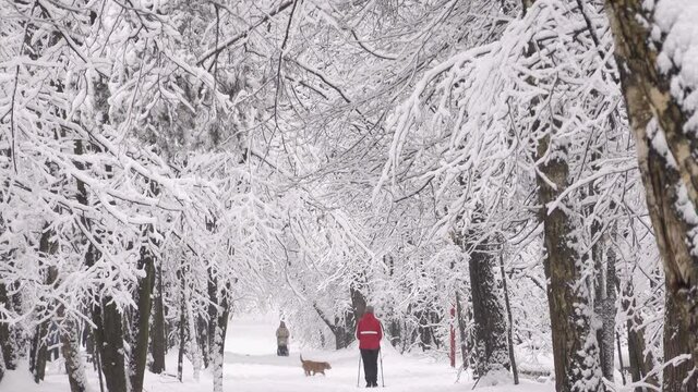 Woman in red jacket walking with a dog in winter forest.
