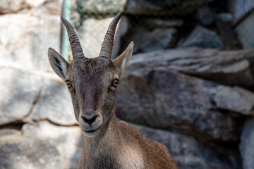 The Alpine ibex (Capra ibex), also known as the steinbock, bouquetin, or simply ibex, is a species...