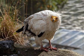 The Egyptian vulture (Neophron percnopterus), also called the white scavenger vulture or pharaoh's chicken