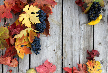 Naklejka na ściany i meble Background for your text with autumn decor, yellow and red leaves, bunches of grapes on a wooden background.
