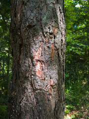 Bark texture and abstract shapes on a pine tree in an evergreen forest in sunlight.