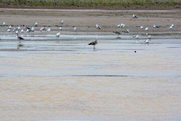 Seagulls near Lake Balkhash. Almaty region, Kazakhstan.