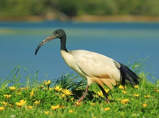 The African sacred ibis (Threskiornis aethiopicus) is a species of ibis, a wading bird of the family Threskiornithidae. It is native to Africa and the Middle East