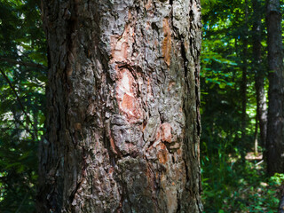 Bark texture and abstract shapes on a pine tree in an evergreen forest in sunlight.