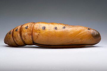 Oleander Hawk Moth pupa