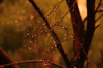 Raindrops on a tree branch