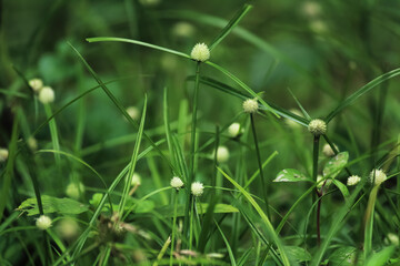 green grass with small white flowers