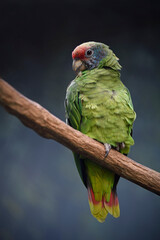 Red-tailed amazon perched on branch