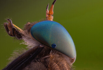 soilder fly