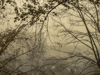 graphic tree branches in morning misty landscape