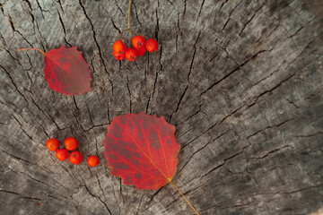 Red autumn leaves lie on a woody background. Natural background. Autumn approach concept.