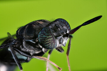 black soilder fly macro