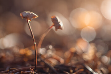 Mushrooms containing psilocybin grow in the forest. Hallucinogenic mushrooms in nature.