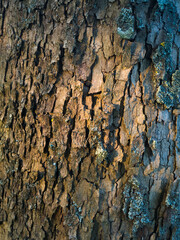 Abstract background, tree bark texture, natural pattern
