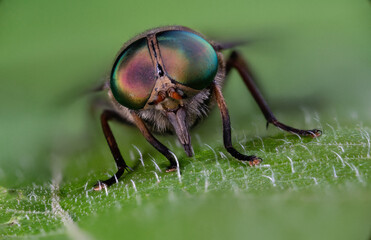 black soilder fly macro