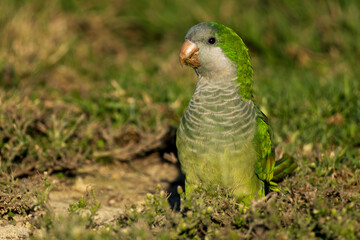 Monk Parakeet Myiopsitta monachus Costa Ballena Cadiz
