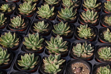 succulent plant