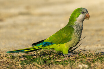 Monk Parakeet Myiopsitta monachus Costa Ballena Cadiz