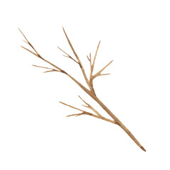Drawing of a watercolor twig without leaves. Winter element, part of a plant, nature, christmas. For design.