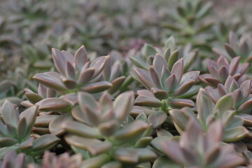 Fototapeta premium succulent plant