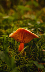 Orange Chanterelle like mushroom in the forest grass. Vertical photo with selective focus.