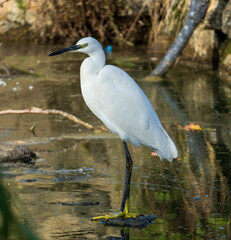 Little Egret Egretta garzetta Costa Ballena Cadiz