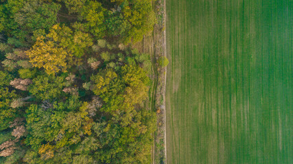 Green field and autumn forest aerial view