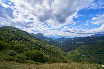 Horizonte de arboles con un cielo azul