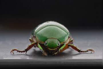 beetle