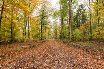 path through autumnal forest beech leaves on ground