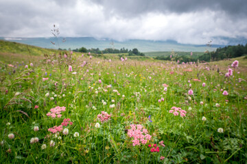 Obraz na płótnie Canvas pink flowers and grass in a mountain meadow against the backdrop of mountains on a cloudy summer day