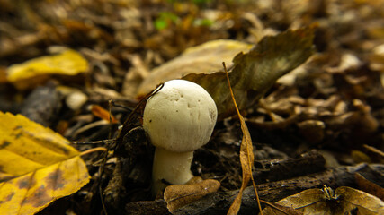 small mushroom growing in the autumn in the forest among the fallen leaves