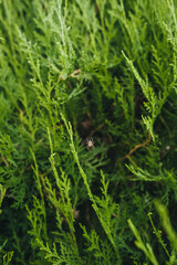 The spider sits on its web against a background of green thuja in nature and hunts, waiting for prey.