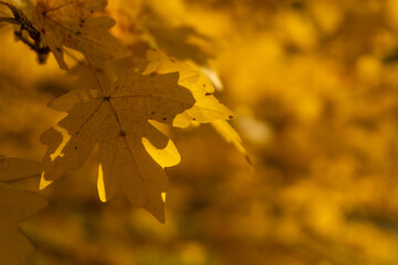 incredibly beautiful golden clenab foliage in an autumn day