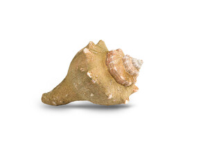 Isolated image of an empty conch shell an animal from the sea, ocean found on a white background beach with clipping path.