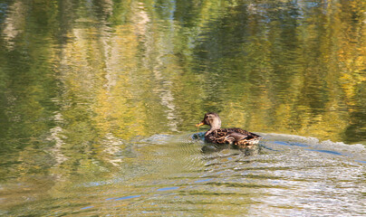duck on the lake