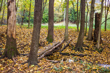Log bridge over a stream in the forest. Autumn nature
