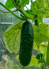 Cucumber leaves. Green leaves of a young cucumber plant. Juicy fresh cucumber close up macro on the background of leaves.