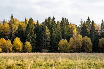 Minimalistic autumn landscape with a view of the field, forest and sky
