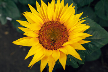 Obraz premium The sunflower with bee and bumblebee
