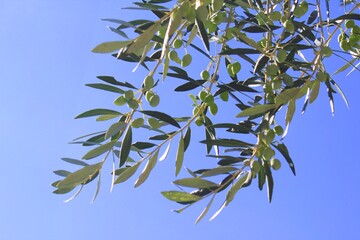Olives on olive tree branch in Athens, Greece.